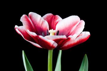 Beautiful tulip on black background. Floral wallpaper
