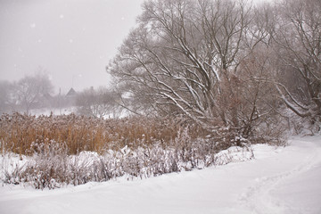 Snow and frost on cane on a frozen river. Overcast snowy weather