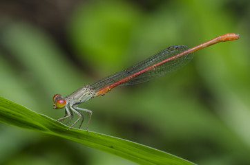 Dragonfly, Dragonflies of Thailand ( Ceriagrion praetermissum ),Dragonfly rest on green leaf