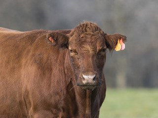 Red Angus Cow