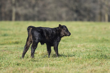 Young Black Angus Calf