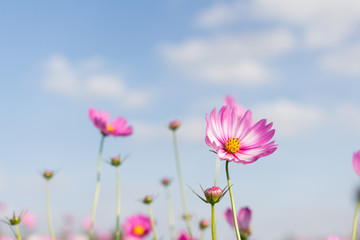 Beautiful pink flowers and Blue sky