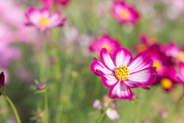 Beautiful pink flowers and Blue sky