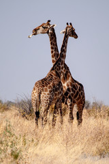 Namibia - Etoscha Nationalpark - Giraffe - Giraffa camelopardalis