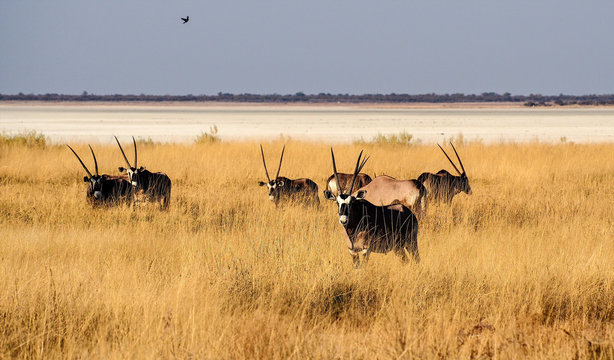 Namibia - Etoscha Nationalpark - Oryx