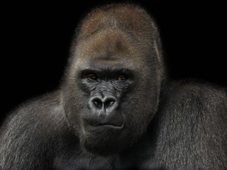 Portrait of the Gorilla © melanie