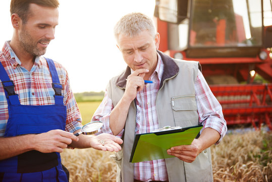 Farmers in wheat field quality checking wheat