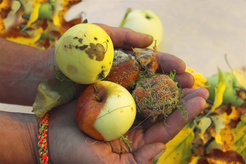 Hands With Spoiled Apples