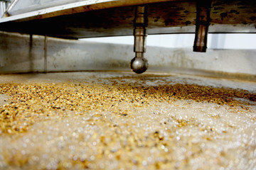 Barley grains in brew tank in small scale brewery