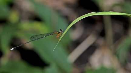Dragonfly, Dragonflies of Thailand ( Copera vittata ), Dragonfly rest on green leaf