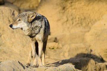 Wolf