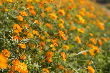 cosmos field, a beautiful day Blossom yellow colorful cosmos flowers field