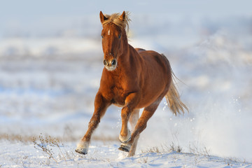 Fototapeta na wymiar Beautiful red horse with blond mane run gallop in winter snow field