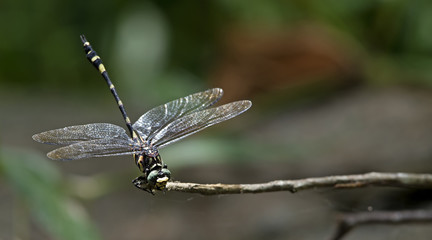 Dragonfly, Dragonflies of Thailand ( Gomphidia kruegeri kruegeri ), Dragonfly rest on twigs