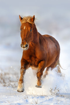 Beautiful red horse with blond mane run gallop in winter snow field