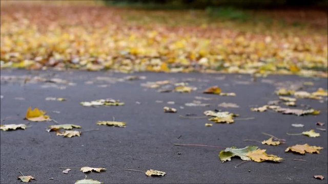 Radfahrer im Tiergarten