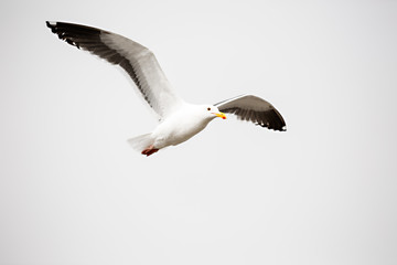 Fototapeta premium Seagull