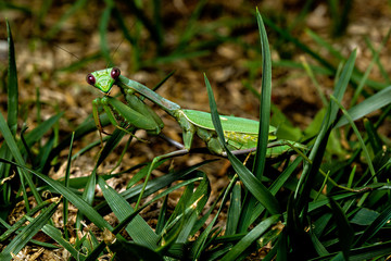 Praying mantis