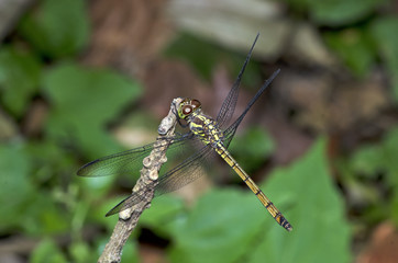 Dragonfly, Dragonflies of Thailand ( Lathriacista asiatica ), Dragonfly rest on twigs