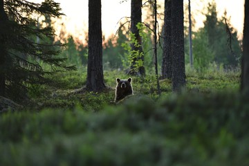 Obraz premium Brown bear peeking from behind a hill in forest landscape