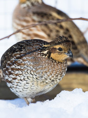 Bobwhite Quail in the snow
