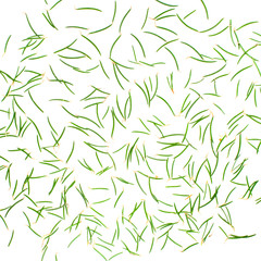 Fototapeta premium spruce needles, isolated on white background, great background or texture for your project