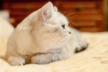 Cat British Shorthair breed