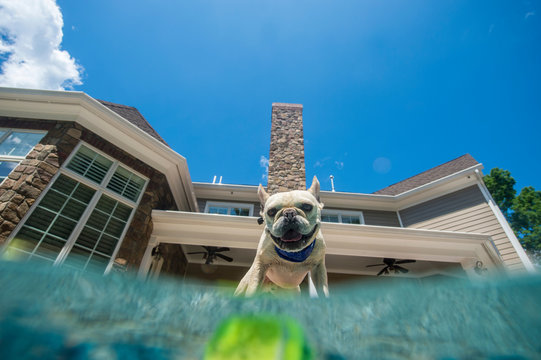 Dog looking into pool, house in background, Berkeley Heights, New Jersey, USA