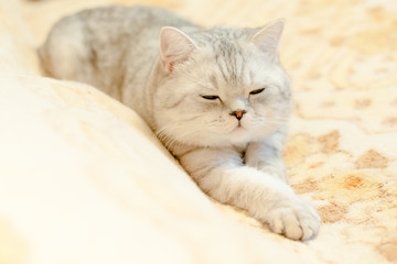 Cat British Shorthair breed