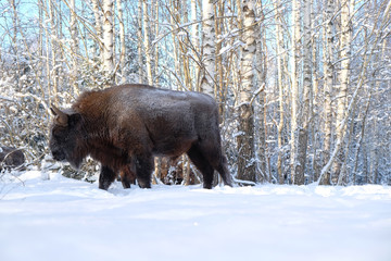 Wisent in winter forest