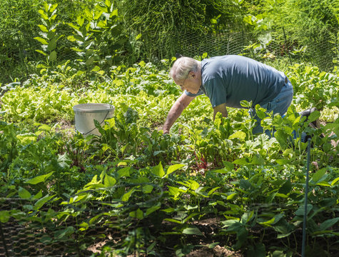 Man tending to vegetable garden