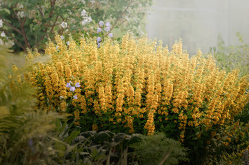 Yellow flowers in the garden