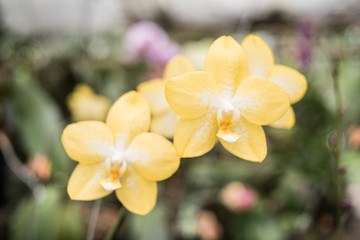 Yellow Orchid - tropical exotic flowers - rain forest plants - vegetation of tropical forest