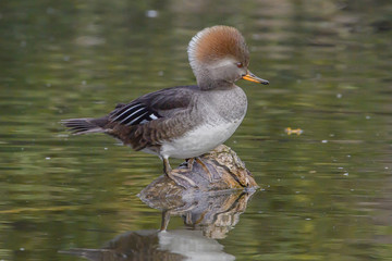 Hooded Merganser Female Crest Up 