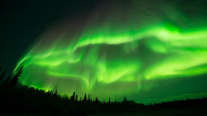 Foto op Plexiglas Noorderlicht Aurora Cloud - A large cloud of aurora borealis spreading above a boreal forest. Yellowknife, NWT, Canada.