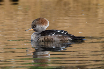 Hooded Merganser Female Crest Up 