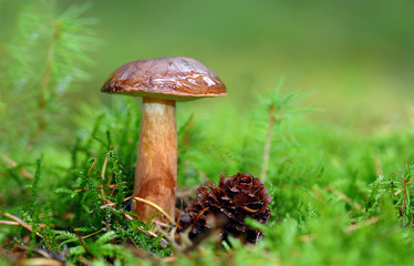 Steinpilz