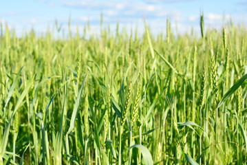 Green wheat field