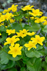 Fototapeta premium Marsh Marigold flowers