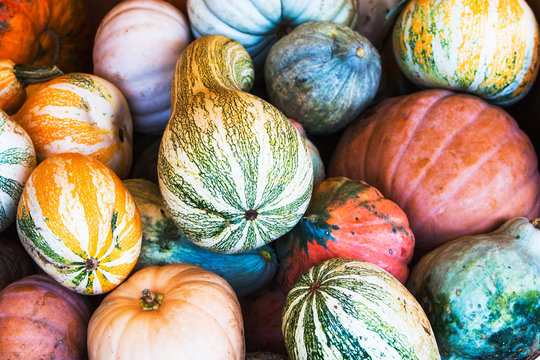 Large variety of colorful gourd, squash vegetables on stall
