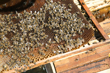 oneycomb with bees. beekeeping