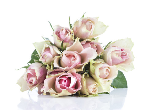 Fototapeta Pink rose flowers on white background- copy space