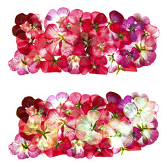 dry  flowers and petals of pelargonium, isolated border