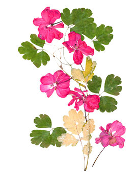 Isolated pink geranium application of dried pressing bright flow