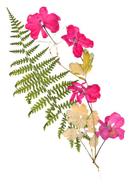 Isolated pink geranium application of dried pressing bright flow