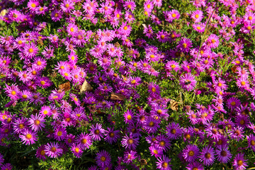 Obraz premium fresh pink spray chrysanthemum
