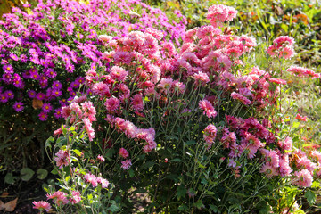 Obraz premium fresh pink spray chrysanthemum