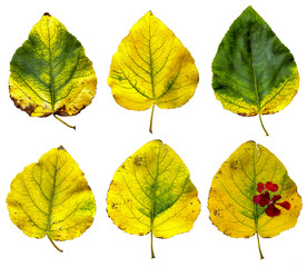 dried up leaves of poplar with red geranium