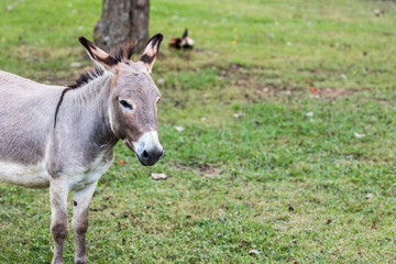 Donkey Portait