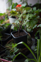 Coleus home plant in a black pot.